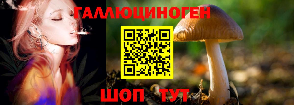 Псилоцибиновые грибы прущие грибы Губкин